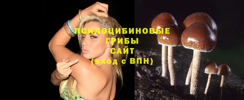 как найти   Борзя  shop какой сайт  Галлюциногенные грибы MAGIC MUSHROOMS 